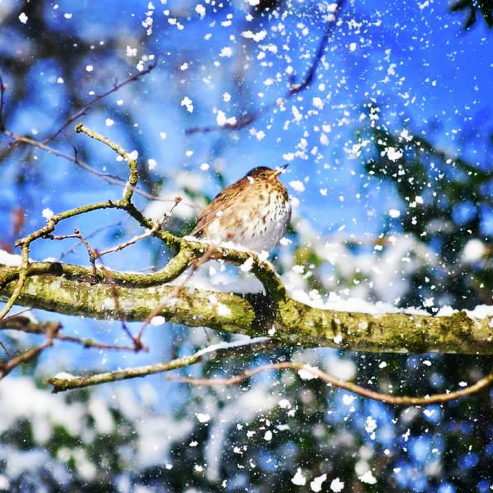 Offaly forecaster says first White Christmas since 2010 is possible this year