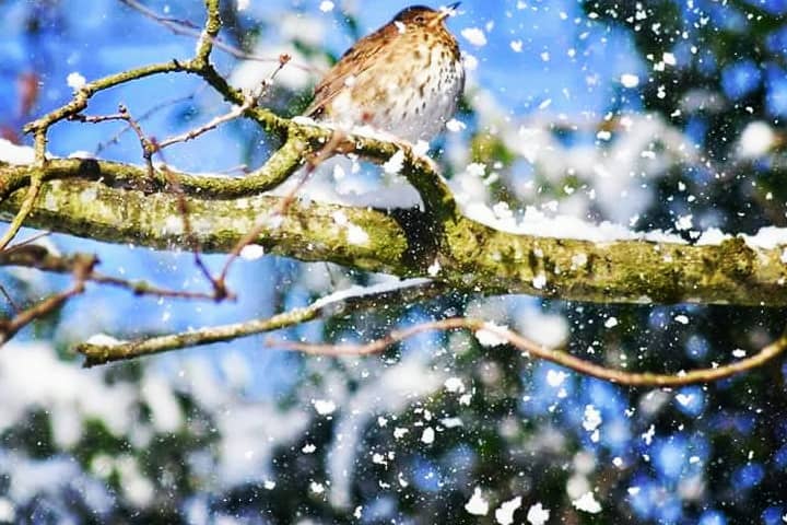 Offaly forecaster says first White Christmas since 2010 is possible this year