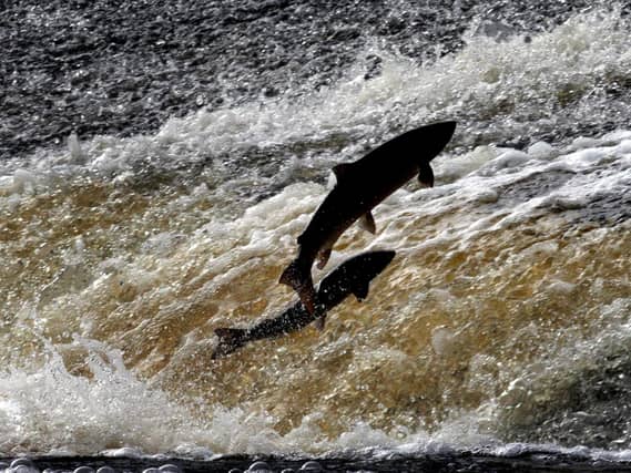 Silhouettes of fish in a river