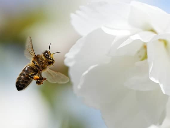 Bees pollinating a cherry tree
