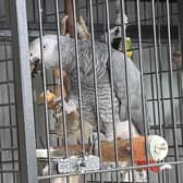 Derby has been missing from his home since Friday
