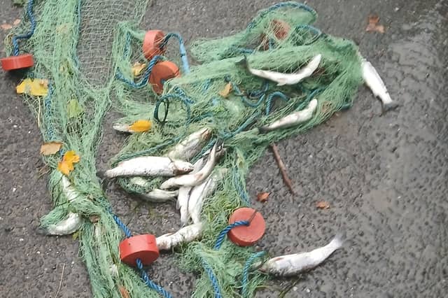 The net and fish in question