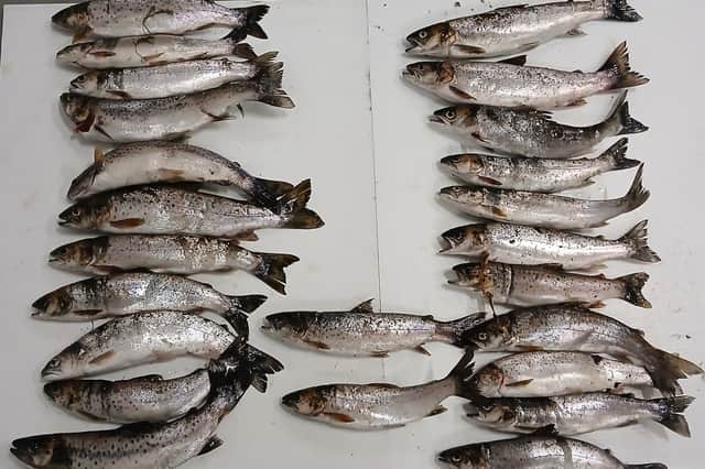 The 24 sea trout that were caught illegally in County Waterford