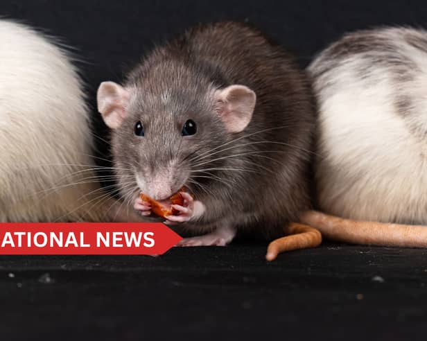Homeowners are urged to be on the lookout for early signs of rats and take steps to prevent an infestation