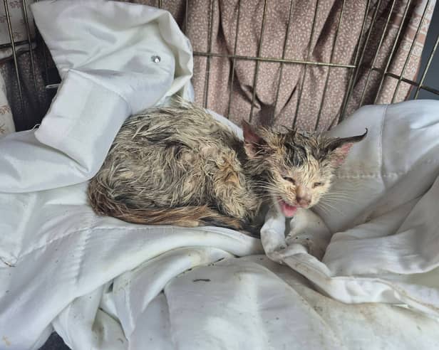 The kitten, affectionately known as ‘Laura’, after her rescue