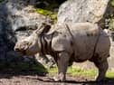 The male Indian rhinoceros calf who has been named Bondhi