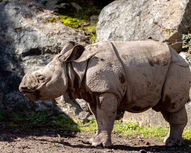 The male Indian rhinoceros calf who has been named Bondhi