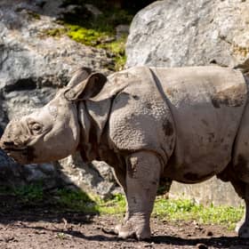 The male Indian rhinoceros calf who has been named Bondhi