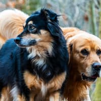 15 dogs seized in Waterford city area last month amid number of complaints