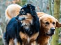 The council has received over 300 complaints regarding the control of dogs so far this year