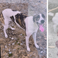 Gardaí issue appeal after two dogs taken from house in Waterford village