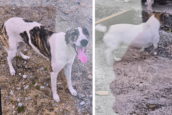 The lurcher and Jack Russell that were taken from the house