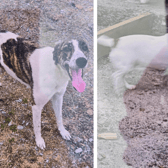 The lurcher and Jack Russell that were taken from the house