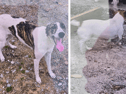 The lurcher and Jack Russell that were taken from the house