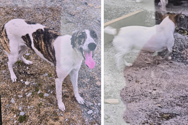 The lurcher and Jack Russell that were taken from the house