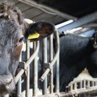 Call for permanent end to exporting of cattle from Port of Waterford to Algeria