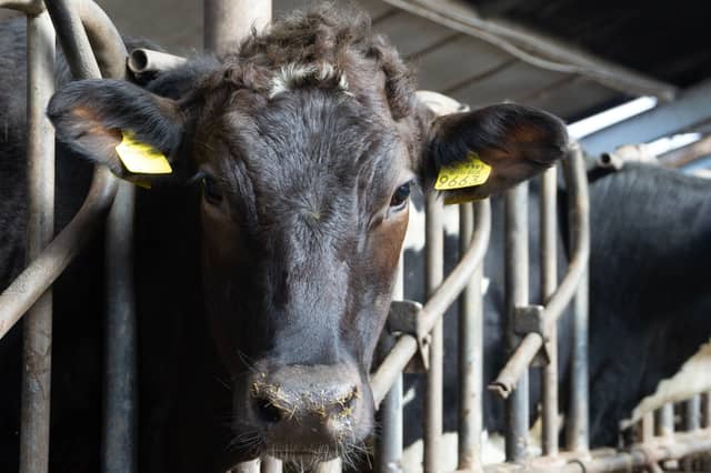 5,400 cattle have been exported from Ireland to Algeria so far this year