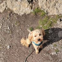 Family left shocked after puppy ‘attacked’ by ‘massive dog’ in Waterford mountains