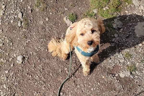 The 10-month-old Cavapoo puppy that was injured in the incident