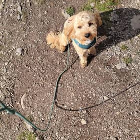 The 10-month-old Cavapoo puppy that was injured in the incident