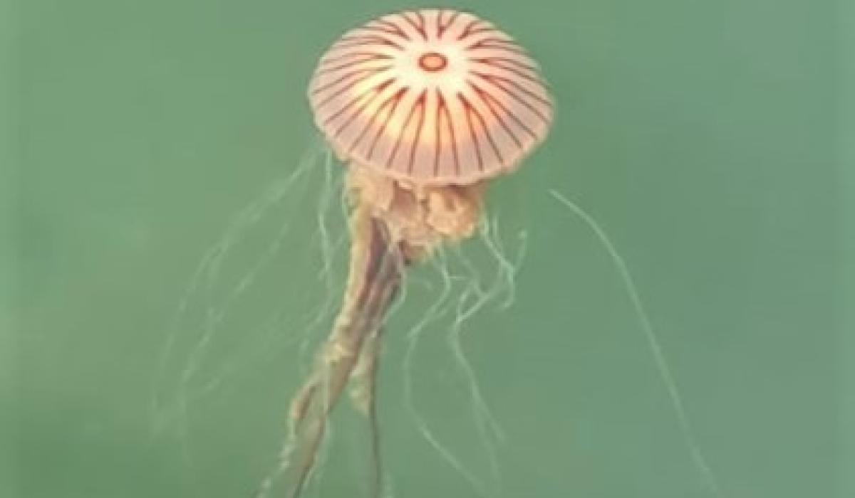 1626961264788.jpg compass jellyfish