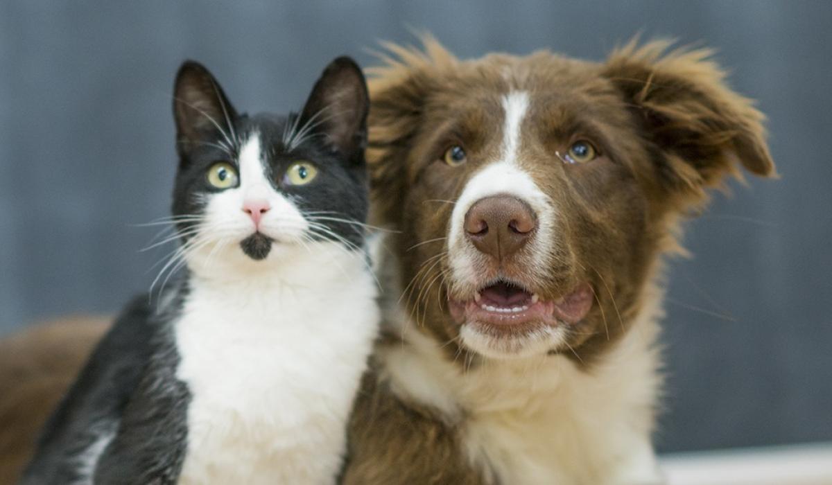 Government urged to lift 'blanket ban' on pets in rented