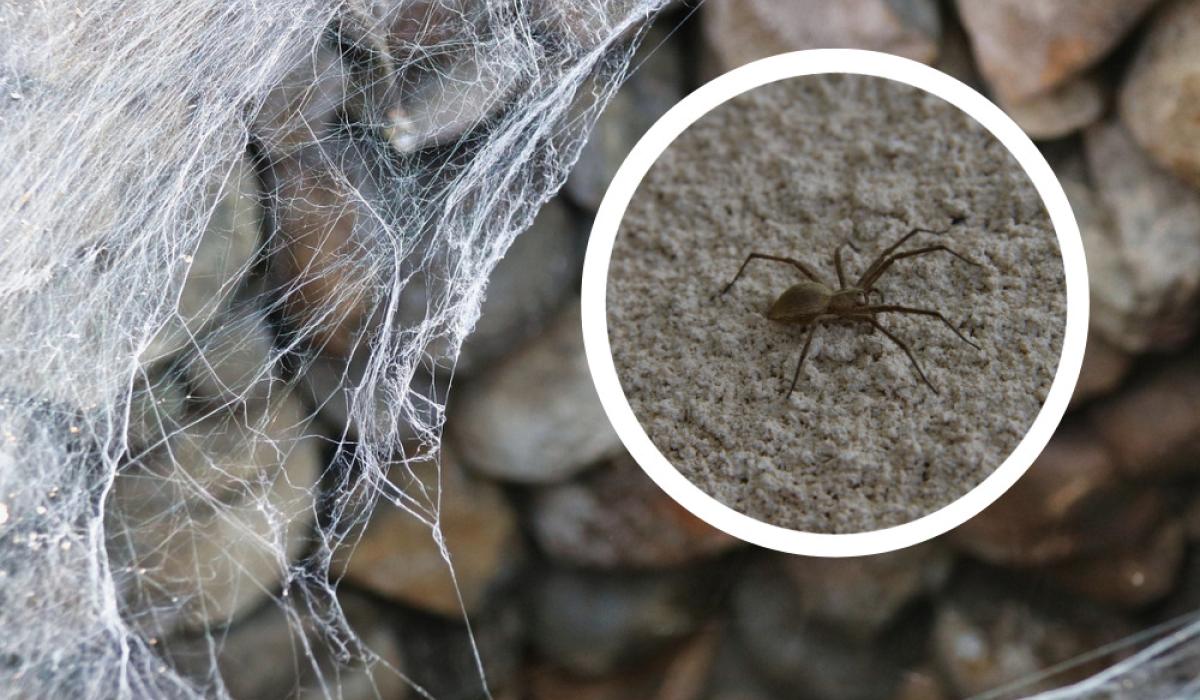 'Unwanted invaders' - Warning to Waterford households amid spate of spider infestations