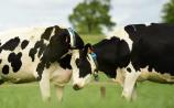 'Tinder for Cows' - New matchmaking service for Waterford farmers to find the perfect pull for their bull