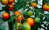 Huge support package announced to support Waterford fruit and vegetable growers