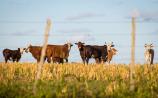 Farmers in Waterford urged to take steps to protect their livestock during hot weather