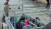 Mother and baby dolphins rescued by volunteers in Waterford