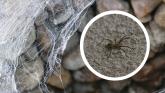 'Unwanted invaders' - Warning to Waterford households amid spate of spider infestations