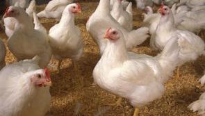 Govt issues advice to Waterford bird and poultry owners to help prevent avian flu