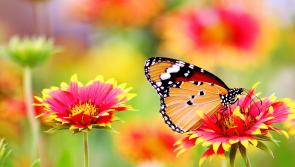 Waterford set to receive hefty biodiversity funding nearly €100K to benefit whole county