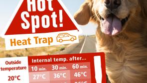 Maxi Zoo top tips for keeping pets cool as temperatures soar in Waterford