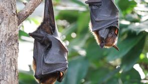 Discovering bats in Waterford
