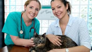 Waterford cat lovers urged to seek vet advice on the ‘purr-fect’ parasite treatment