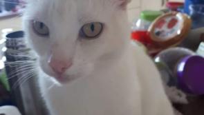 Waterford group highlight case where pet cat was shot and left for dead 