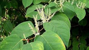 Waterford Council says 'it's time to treat Japanese Knotweed'