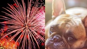 Halloween dognappings and horror animal abuse expected across Waterford and Tipperary