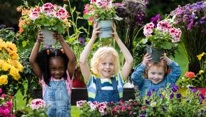 Waterford’s leading nurseries, food and drink producers announced for Bord Bia’s Bloom