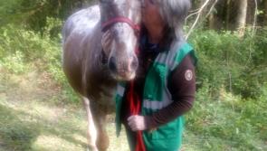 'Horrible experience': Stolen horse found safe and well in Waterford woods 