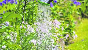Watering tips for your garden this summer 
