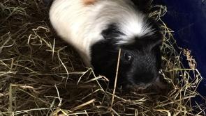 'Absolutely terrified' Guinea pigs and goldfish abandoned at an apartment 