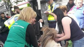 Gardaí called to dramatic scenes as pony collapses in city centre