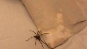 Eight legged intruders set to invade homes as 'spider season' about to get underway