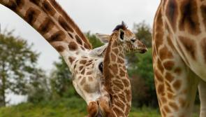 Newborn 'chasing fully-grown giraffe' around Fota Wildlife Park