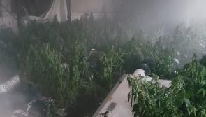 Cannabis herb factory goes up in smoke