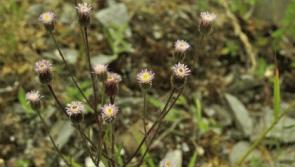 Waterford library hosts free heritage event on wildflowers today (August 20) 