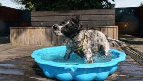 Dog owners issued with sunny lockdown warning